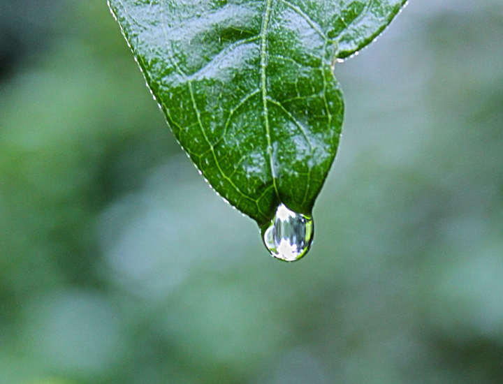 在线接收云短信验证码